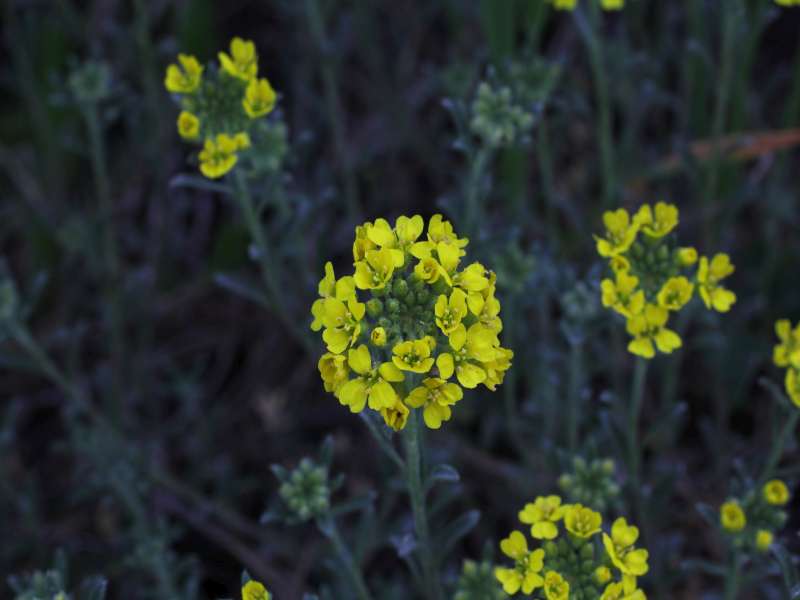 Da determinare 4 - Alyssum sp.